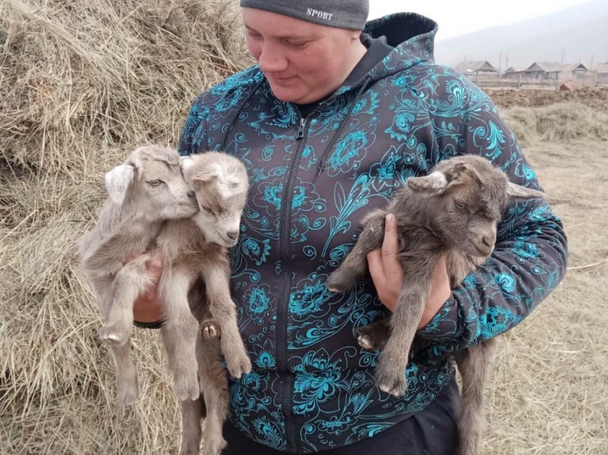 Большой опыт ветеринара Оловяннинского района помог появиться на свет козлятам-тройняшкам редкой породы